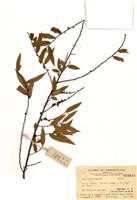 藏品(二列葉柃)的圖片